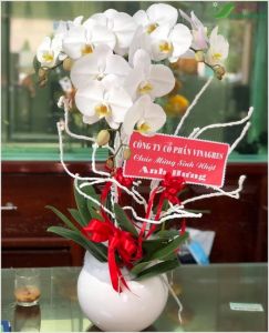 Lan hồ điệp - CITY (082)