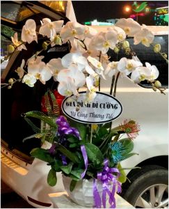 Lan hồ điệp -  CITY (083)