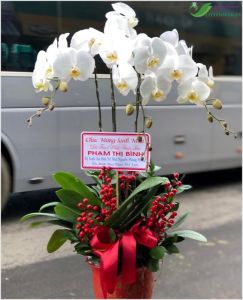 Lan hồ điệp - CITY (084)