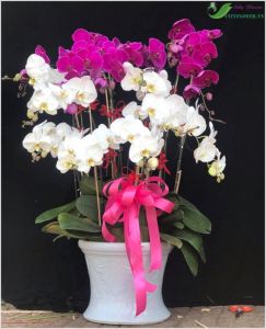 Lan hồ điệp - CITY (085)